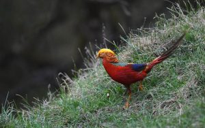 Sichuan birding tours