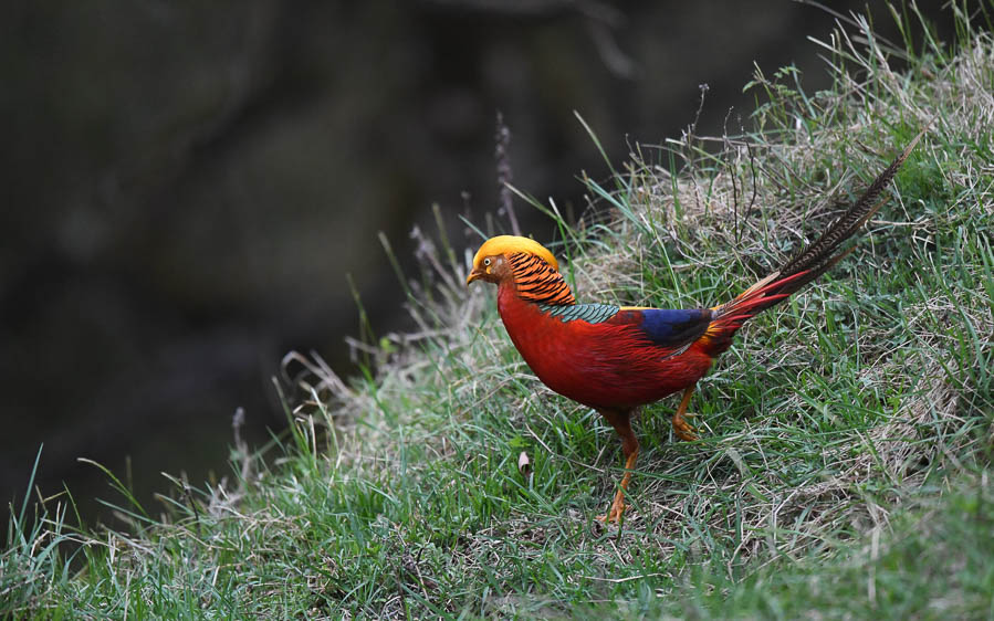 Sichuan birding tours