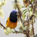 Central Peru Birding Tours