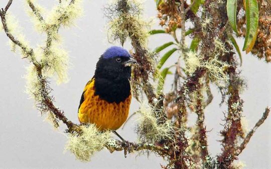 Central Peru Birding Tours