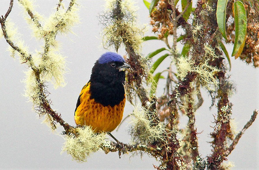 Central Peru birding tours