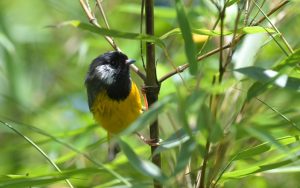 Sichuan birding tours