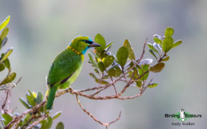 Borneo birding tours