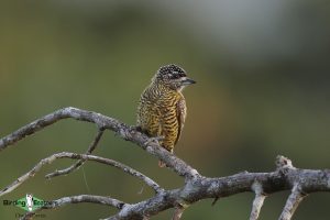 Northeast Brazil birding tours