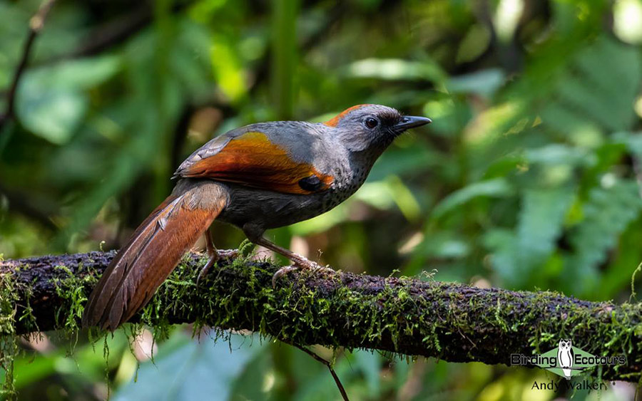 Vietnam birding tours