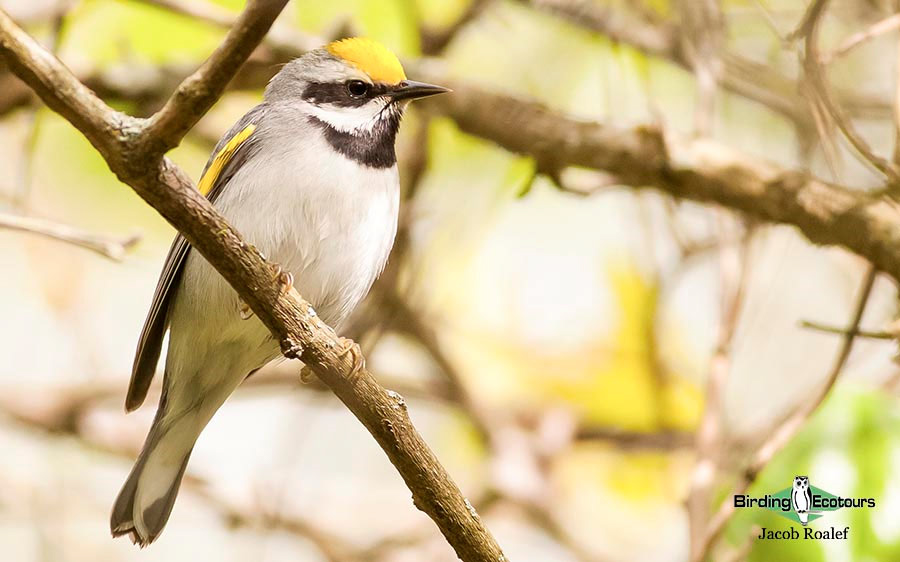 Ohio Spring Migration