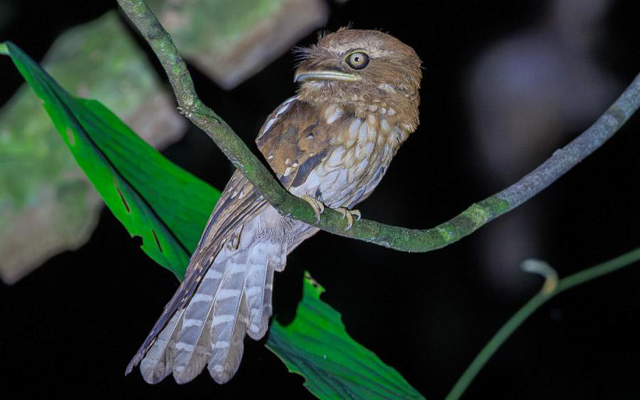 Malaysia birding tours
