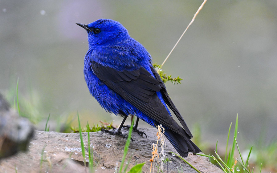 Sichuan birding tours