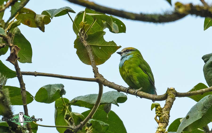 Uganda birding tours