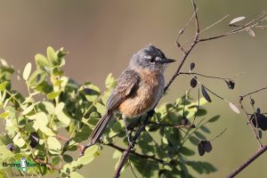 Northeast Brazil birding tour