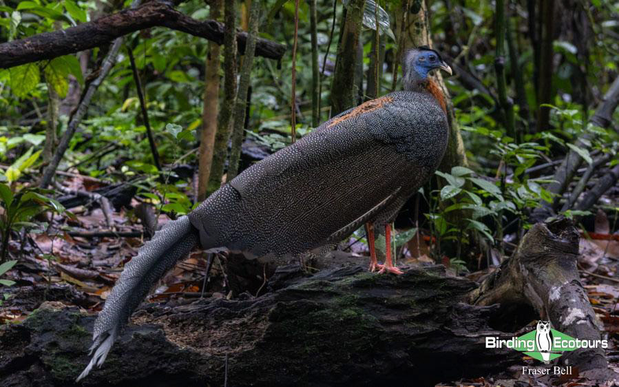 Malaysia birding tours