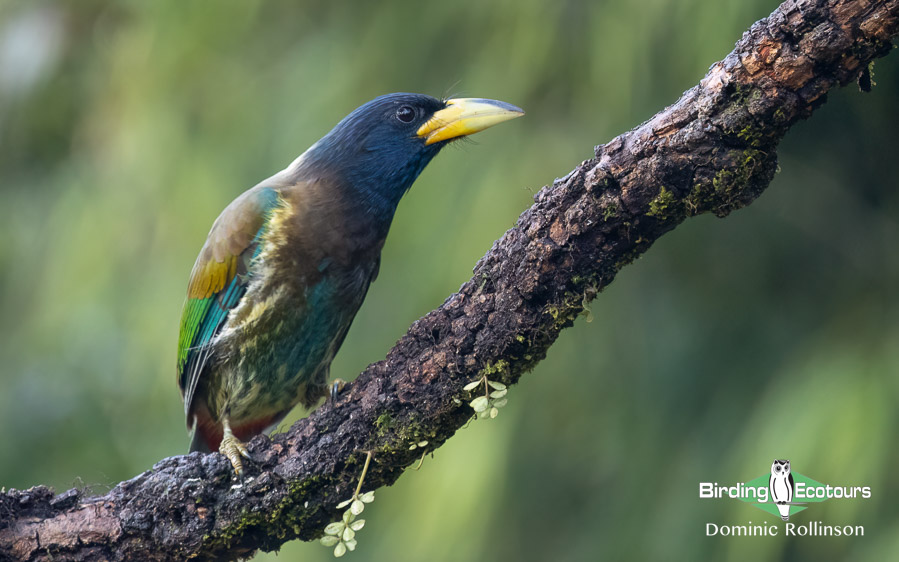 Nepal birding tours