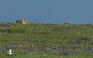 Spain birding tours