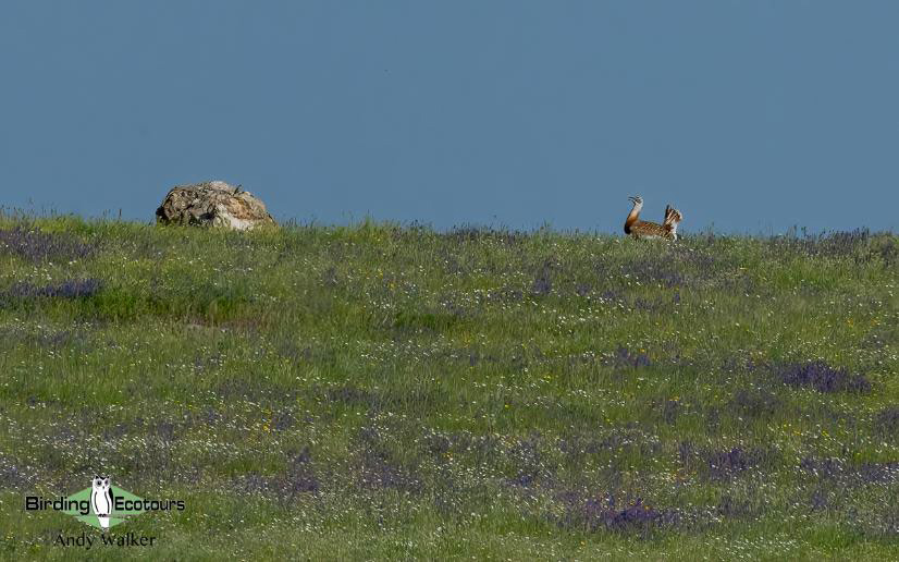 Spain birding tours