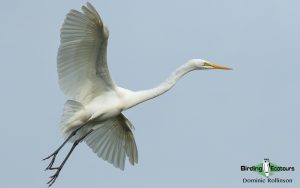 Norfolk coast birding tours