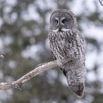 Minnesota birding tours