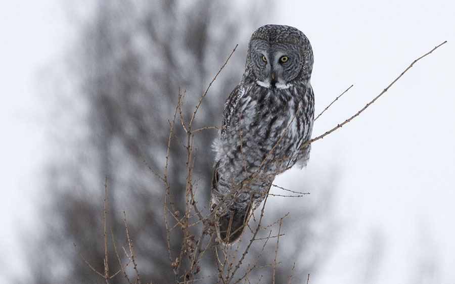 Minnesota birding tours