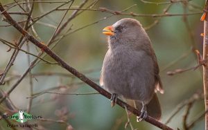 Bhutan Himalayas birding tours