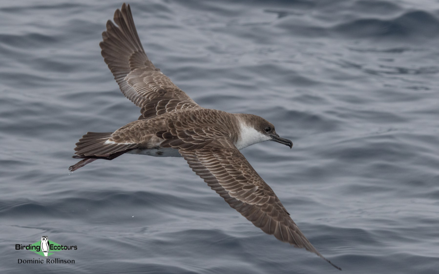 Andalusia birding tour