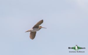 Poland birding tours