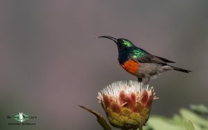 Walter Sisulu birding tours