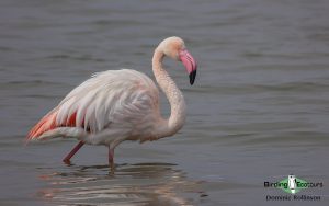 Andalusia birding tour