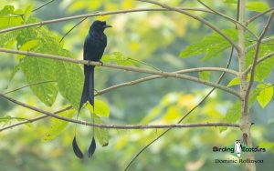 Forest Owlet extension