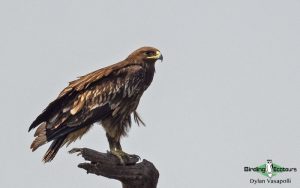 Baltic birding tour