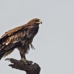 Greece birding tours