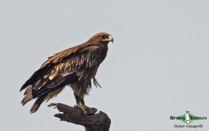 Greece birding tours