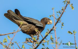 Complete Madagascar birding tour