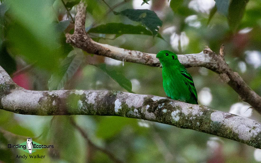 Southern Thailand birding tours