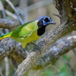 Texas birding tours
