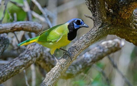 Texas birding tours