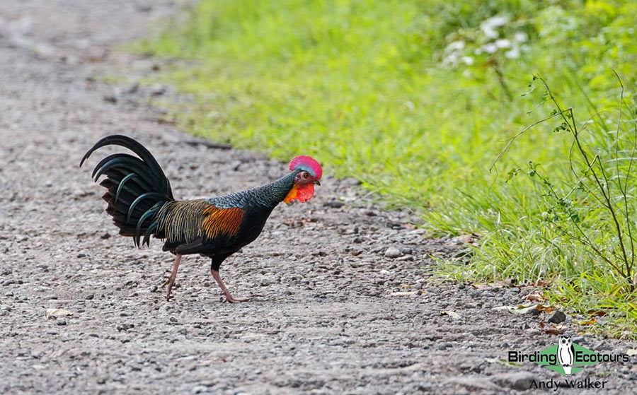 Indonesia birding tour Bali and East Java