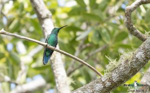 Puerto Rico endemic birding