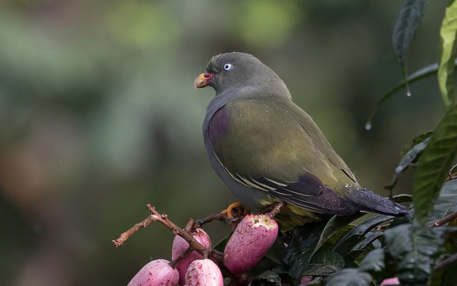 Sao Tome and Principe birding tours