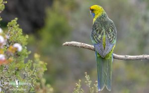 Tasmanian birding tours