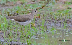 Norfolk coast birding tours