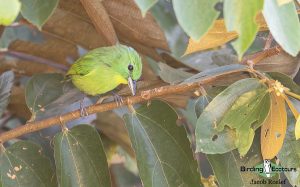 Panama birding tours