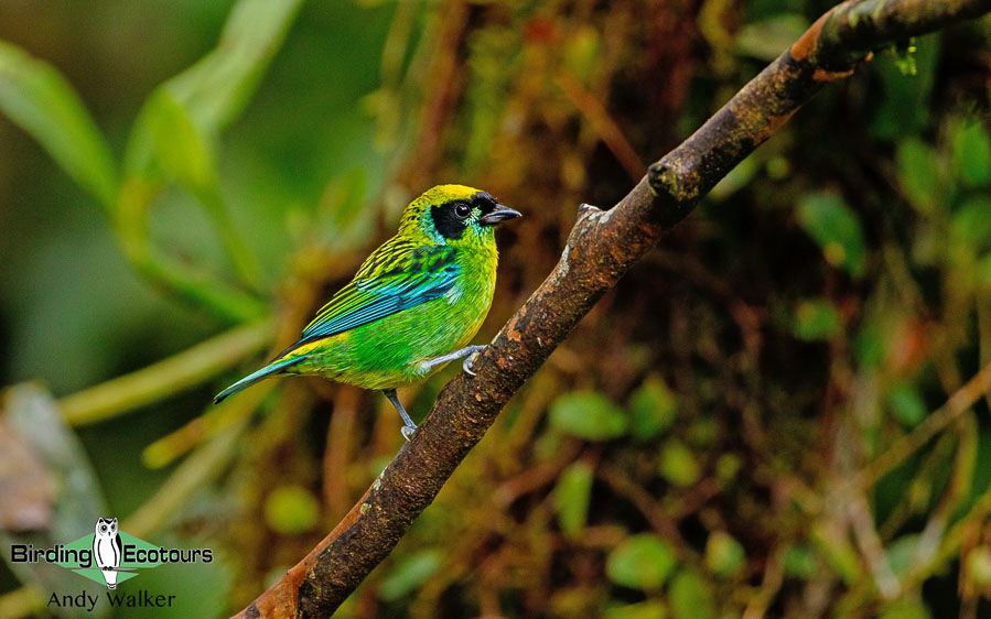 Colombia birding tours