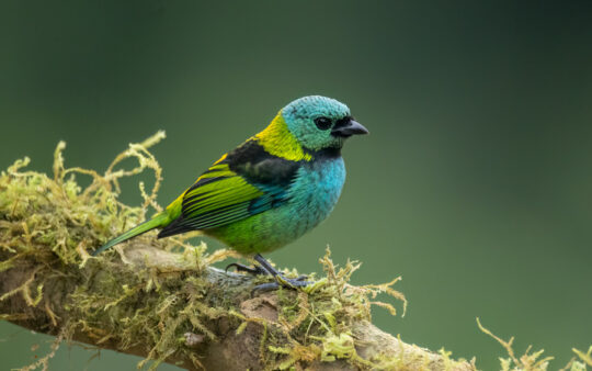 Southeast Brazil bird tour