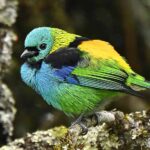 Southeastern Brazil Birding Tours