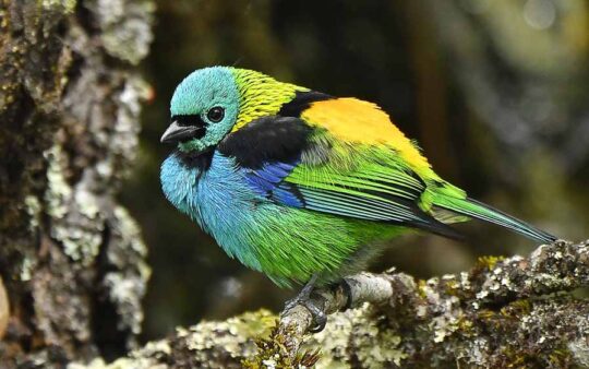 Southeastern Brazil Birding Tours