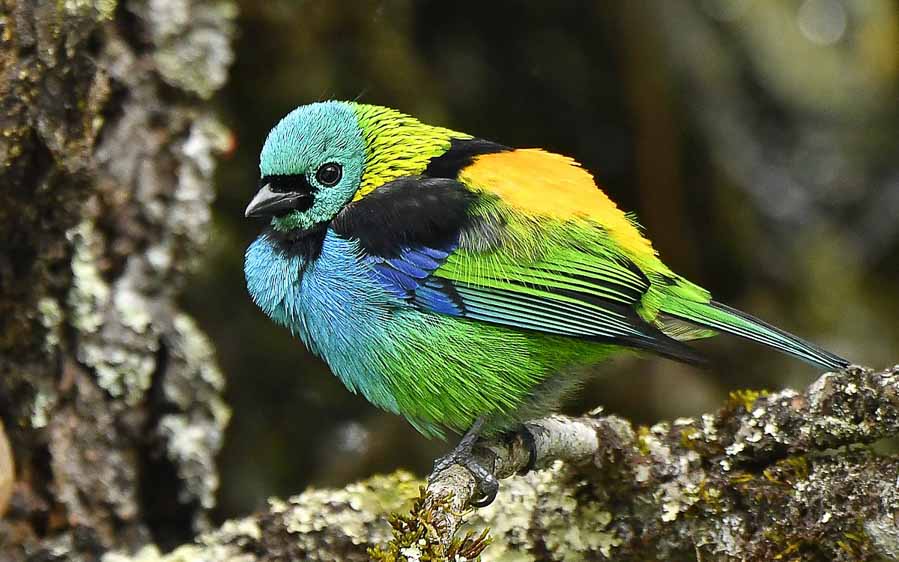 Southeast Brazil - Atlantic Forest Endemics Paradise