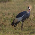 Kenya birding tours