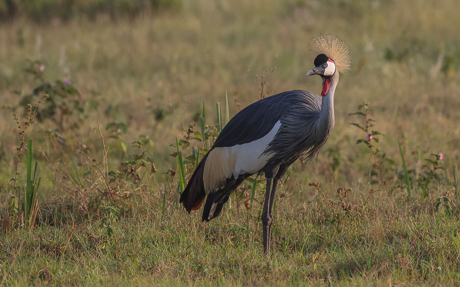 Kenya birding tours