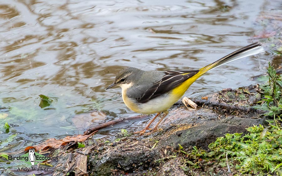 Baltic birding tour