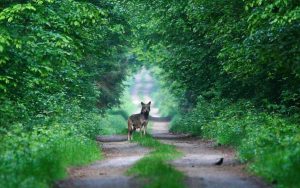 Poland birding tours