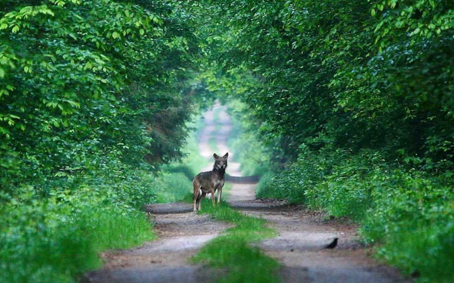 Poland birding tours